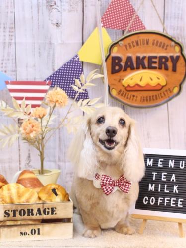 20240908グラちゃん